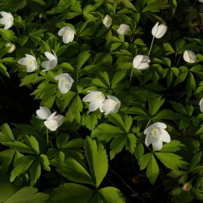 Anemone quinquefolia, Amerikansk Vitsippa, P9cm