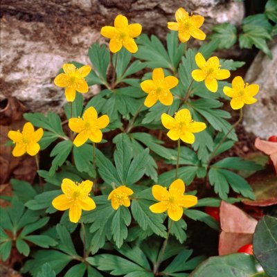 Anemone ranunculoides Antiesen, Gulsippa, P9cm