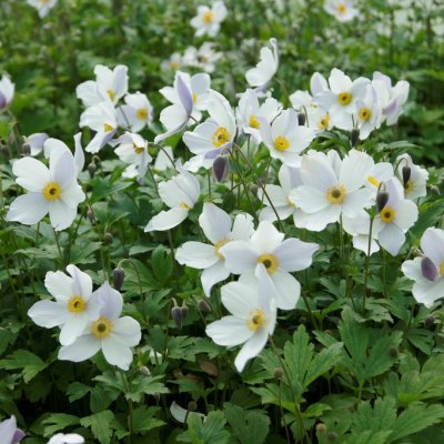 Anemone hybr. Wild Swan ®, Trädgårdsanemon, SQ1