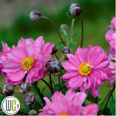 Anemone x hybrida Fall in Love ™ Sweetly ®, Höstanemon, C3