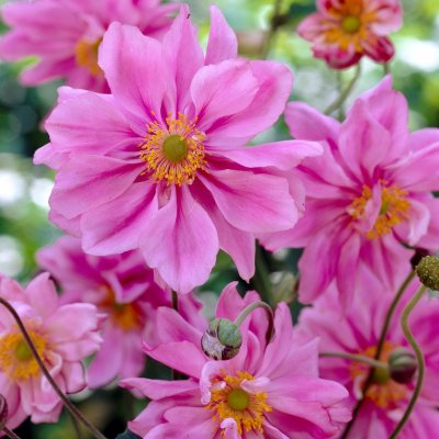 Anemone x hybrida Lady Gilmour (Crispa), Stor Höstanemon