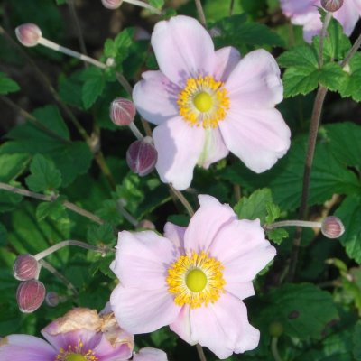 Anemone x hybrida Lorelei, Stor Höstanemon, C13cm