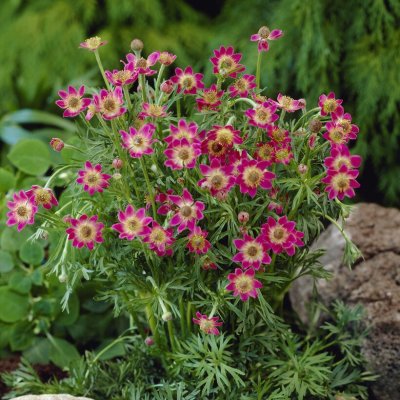Anemone x lesseri Spring Beauty Pink, Röd Flikanemon