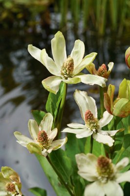 Anemopsis californica, Sippsvans, P9cm