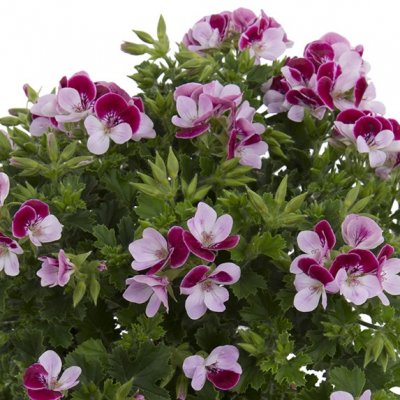 Änglapelargon Angel Bicolor ®, kruka