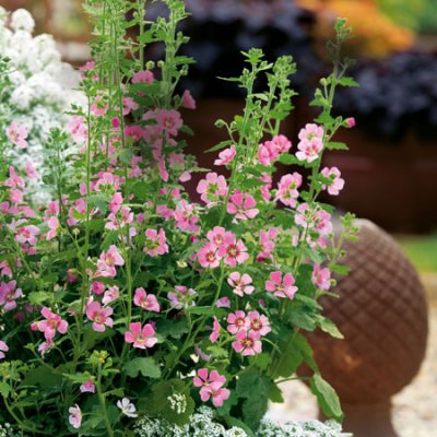 Rumsmalva Anisodontea Lady in Pink, stickling 3-pack