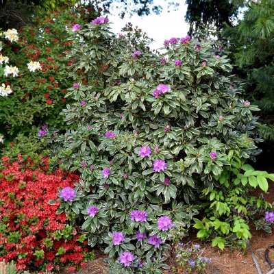 Rhododendron hybr. Anna´s Platinum ®