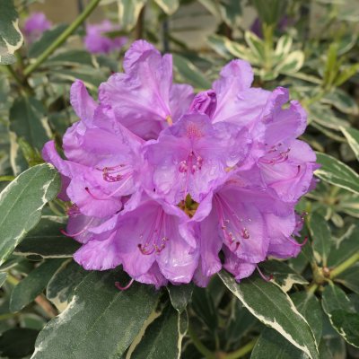 Rhododendron hybr. Anna´s Platinum ®