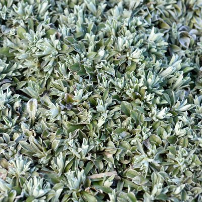 Antennaria dioica Alba, Kattfot, C11,5cm