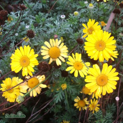 Anthemis hybr. Kelwayi, Färgkulla, P9cm