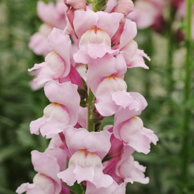 Lejongap Summer Lavender