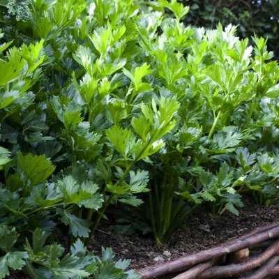 Apium graveolens, Selleri