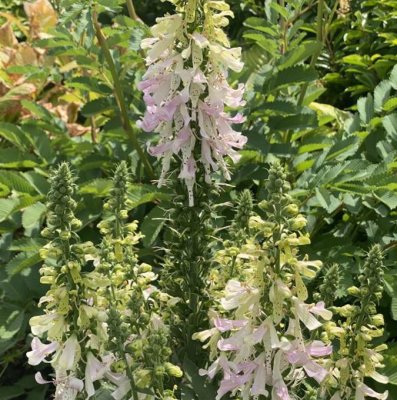 Digitalis purpurea Apple Blossom