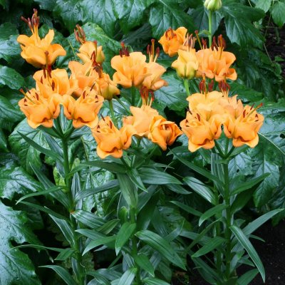 Lilja Asiatisk Apricot Fudge 3st