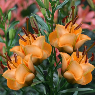 Lilja Asiatisk Apricot Fudge 3st