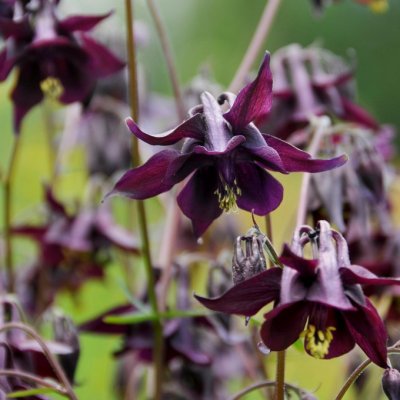Aquilegia atrata (atroviolacea), Sotakleja, P9cm