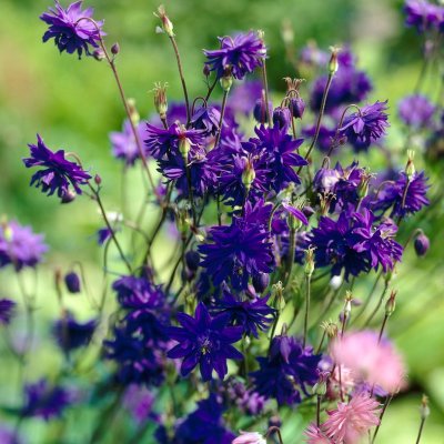 Aquilegia vulgaris Blue Barlow, Stjärnakleja