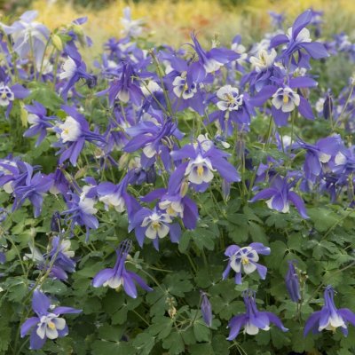 Aquilegia caerulea Blue Star, Coloradoakleja