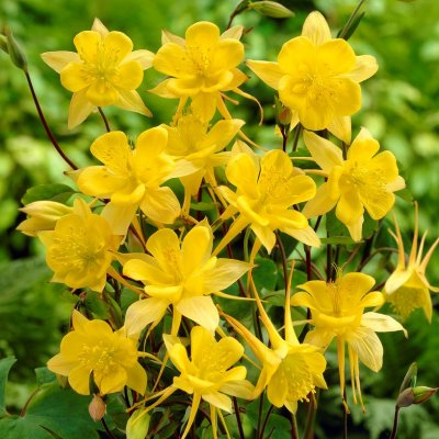 Aquilegia chrysantha Yellow Queen, Guldakleja, P9cm