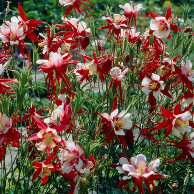 Aquilegia x cultorum Crimson Star, Pastellakleja, P9cm