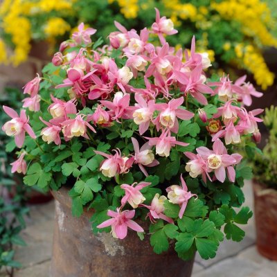 Aquilegia flabellata Cameo Pink and White, Japansk Akleja, C11cm