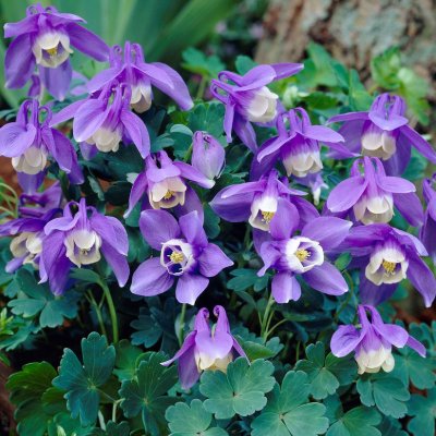 Aquilegia flabellata Cameo Blue and White, Japansk Akleja, C11cm