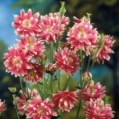 Aquilegia vulgaris Nora Barlow, Stjärnakleja