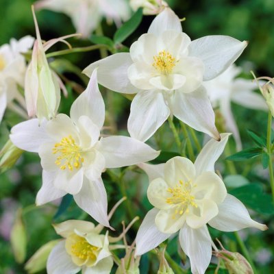 Aquilegia x cultorum Silver Queen, Pastellakleja, P9cm
