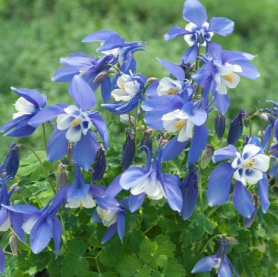 Aquilegia hybr. Spring Magic Blue, Pastellakleja, C11cm