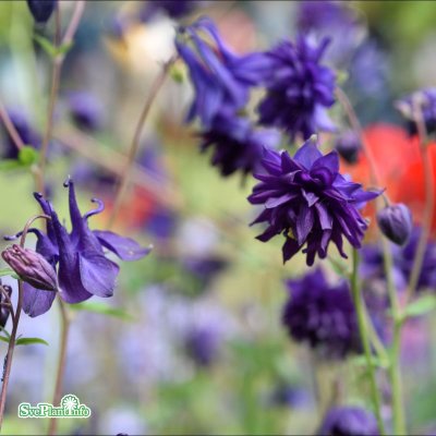 Aquilegia vulgaris Blue Barlow, Stjärnakleja, P9cm
