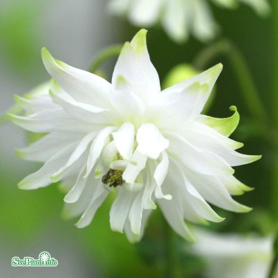 Aquilegia vulgaris White Barlow, Stjärnakleja, C11,5cm