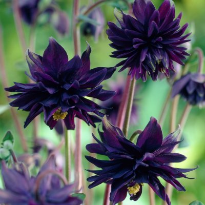 Akleja Black Barlow 2st