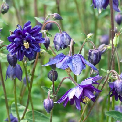 Aquilegia vulgaris Blue Barlow, Stjärnakleja, P9cm