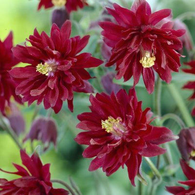Aquilegia vulgaris Bordeaux Barlow, Stjärnakleja