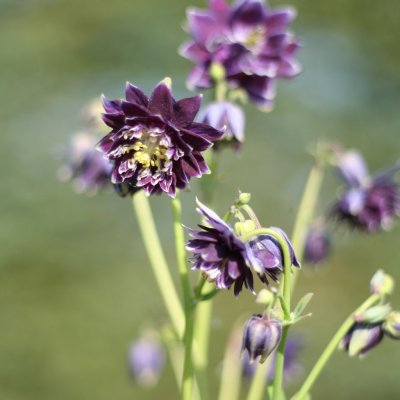 Aquilegia vulgaris Christa Barlow, Stjärnakleja, C11cm