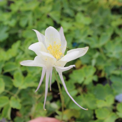 Aquilegia vulgaris Grandmothers Garden, Akleja
