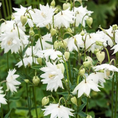 Aquilegia vulgaris Green Apples, Stjärnakleja