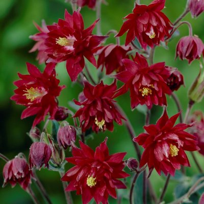 Aquilegia vulgaris Ruby Port, Stjärnakleja