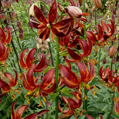 Lilium martagon Arabian Knight, Krollilja, P11cm