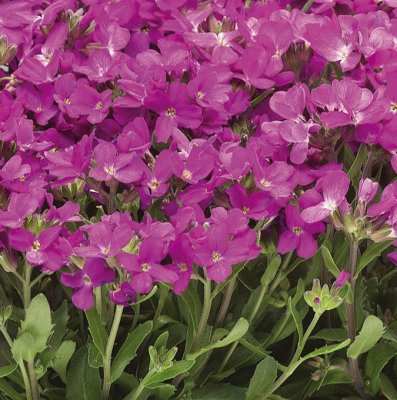 Arabis caucasica Little Treasure Deep Rose, Fagertrav, C11cm