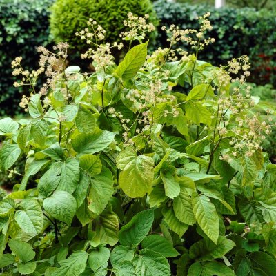 Aralia racemosa, Lundaralia, P9cm