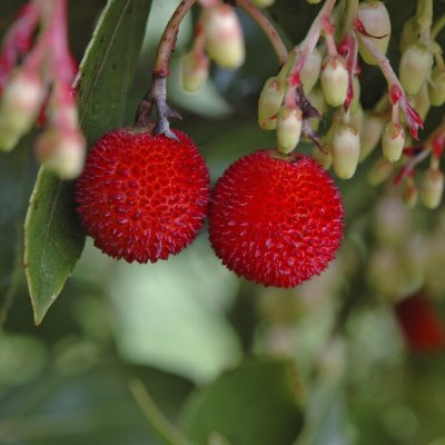 Arbutus unedo Cobra