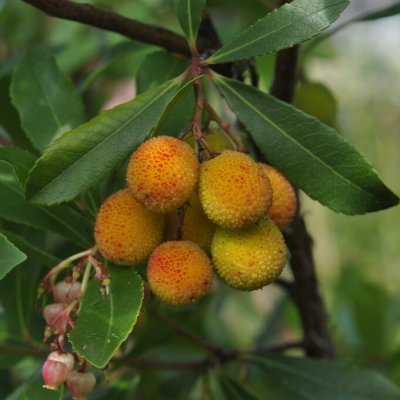 Arbutus unedo Rubra, Smultronträd, 50-60 C