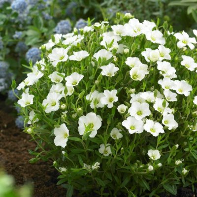 Arenaria montana, Bergnarv, P9cm