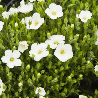 Arenaria montana, Bergnarv, P9cm