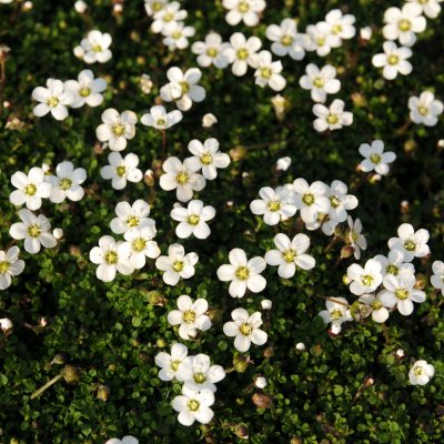 Arenaria montana, Bergnarv