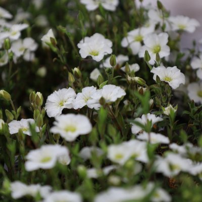 Arenaria montana, Bergnarv