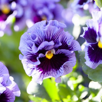 Årets Pensé 2026 - Krusblommig pensé Frizzle Zizzle-serien