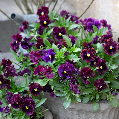 Årets Pensé 2026 - Krusblommig pensé Frizzle Zizzle-serien