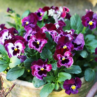 Årets Pensé 2026 - Krusblommig pensé Frizzle Zizzle-serien